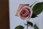 product main image 1