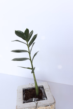 product main image 1
