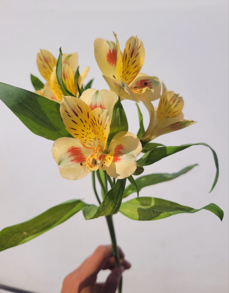 product main image 1