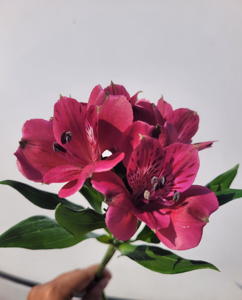 product main image 1