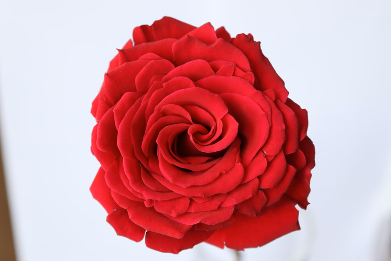 product main image 1