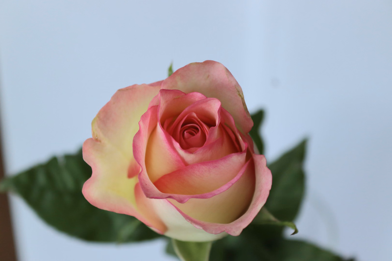 product main image 1
