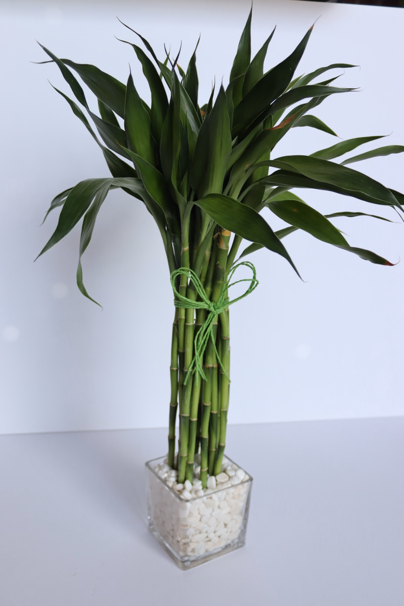 product main image 1