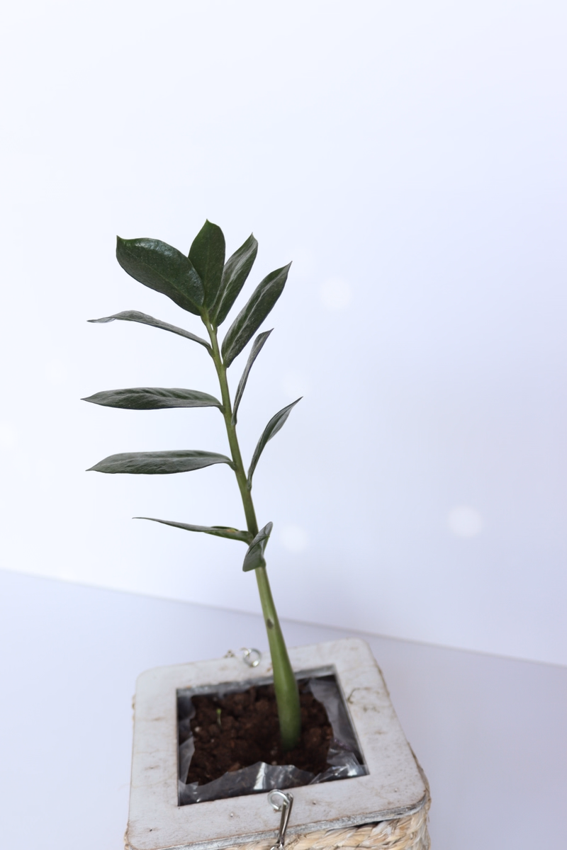 product main image 1