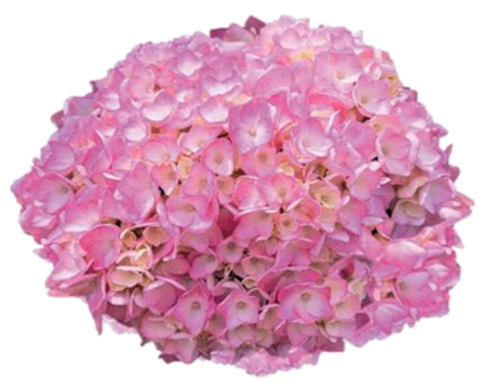product main image 1