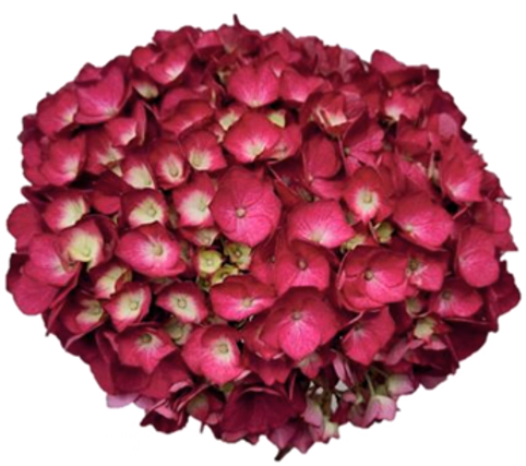 product main image 1